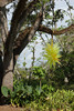 beetography > Chihuly @ Fairchild >  DSC_0949