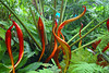 beetography > Chihuly @ Fairchild >  DSC_0962