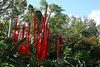 beetography > Chihuly @ Fairchild >  DSC_1120