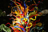 beetography > Chihuly @ Fairchild >  DSC_1264