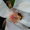 Magnolia and bees : 