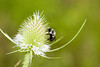beetography > Bumble Bees >  DSC_7818