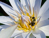 beetography > A bumble bee on waterlily
