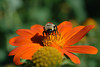 beetography > A bumble bee foraging on a Mexican sunflower (Tithonia rotundifolia)
