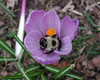 beetography > Bumble Bees >  crocus-DSCN8137
