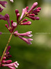 beetography > Flowers >  lilac-DSC_3609