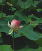 beetography > Flowers >  lotus-DSC_4964
