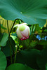 beetography > Flowers >  lotus-DSC_4969