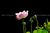 beetography > Flowers >  lotus-DSC_7893-2