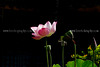 beetography > Flowers >  lotus-DSC_7893