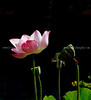 beetography > Flowers >  lotus-DSC_7893c