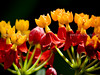 beetography > Apis cerana foraging on red butterfly milkweed, Asclepias curassavica