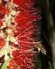 beetography > 1. Western Honey Bees >  Bottlebrush-SC_5402