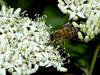 beetography > A honey bee foraging on a dogwood
