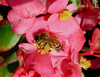 A honey bee foraging on begonia