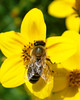 A bee on a type of aster.  A closer crop of the previous picture. 

Shot in Germany, in the street of downtown Wuertzburg.