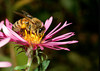 A honey bee on an aster. Not sure if it is a different species of aster from the new England aster, or the same species with a different variant of coloration.