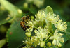 beetography > A honey bee on basswood flowers (Tillia sp, Tilliaceae).