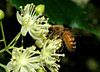 beetography > A honey bee on basswood flowers