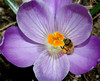 beetography > A bee on crocus.  Crocus provides pollen in very early spring (March-April) in mid-western states. 

The yard of neighbor in Okemis, MI.