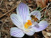 beetography > A bee on crocus.  Crocus provides pollen in very early spring (March-April) in mid-western states. 

The yard of neighbor in Okemis, MI.