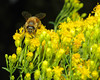 A bee on flowers of Ohio goldenrod (Solidago ohioensis , Asteraceae).

MSU Beal Botanical Garden.
