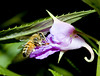 beetography > A honey bee on an impatience flower, Taiwan.