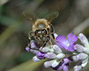 beetography > A honey bee foraging on lavendar flowers.