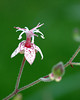 A toad lily (Tricyrtis macropoda, Liliaceae) flower.