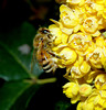 beetography > A honey bee foraging on mahonia flowers (Mahonia aquafolium, Berberidaceae).  Other names of this flower include Oregan grape, holly-leaved barberry.