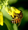 beetography > A honey bee foraging on Chinese cabbage (Brassica campestris  pekinensis) flowers.

Zach's vege garden, planted by his parents.