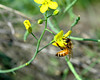 A honey bee foraging on Chinese cabbage (Brassica campestris  pekinensis) flowers.

MSU Beal Botanical Gardn.