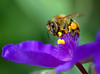 A bee  foraging on a blue spiderwort flower.

Zach's backyard garden, planted by his dear wife.