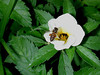 beetography > An Asian honey bee foraging on  sweet ternera (Turnera ulmifolia)