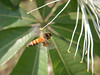 beetography > A giant honey bee in flight while foraging on a megafruit pachira (Pachira macrocarpa, Bombacaceae) flowers.  I have seen A. mellifera, dorsata, and florea foraging on the same plant!