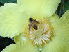 beetography > 3. Giant Honey Bees >  DSCN2123