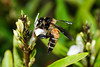 beetography > 3. Giant Honey Bees >  dorsata-DSC_0817