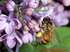 A European honey bee (Apis mellifera) foraging on lilac flowers. Descanso Gardens, CA. 2008.
