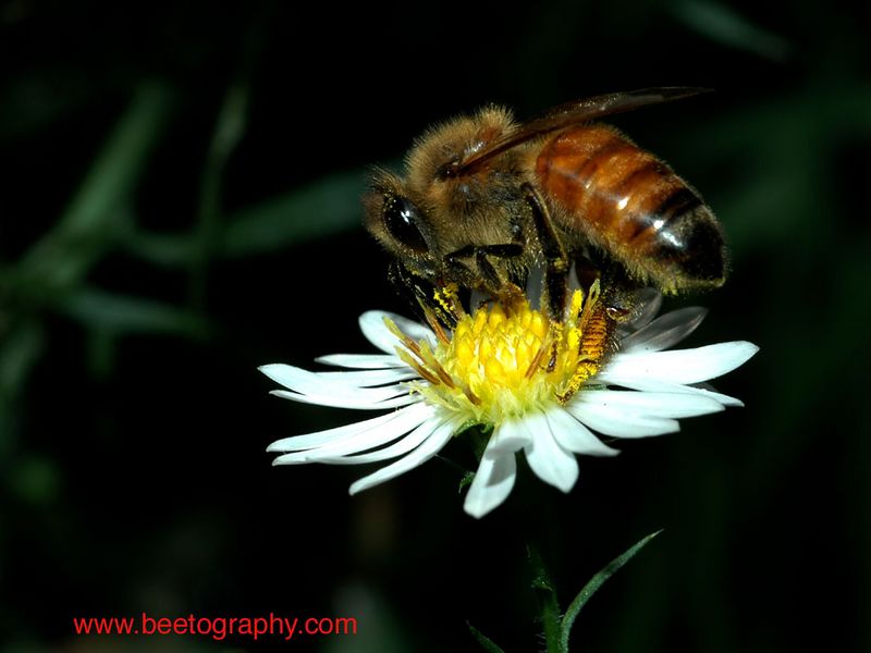 A bee foraging on an aster, a plant providing nectar right near and after frost in Michigan.  Published as a cover for the Octo 2005 issue of Bee Culture.

To view how the photo looks like on your screen, click "original".  To save to your comptuer, click "save photo".

By clicking "save photo", you agree that you will not modify the photo in anyway or form, and will not use the photo for any for-profit purpose.