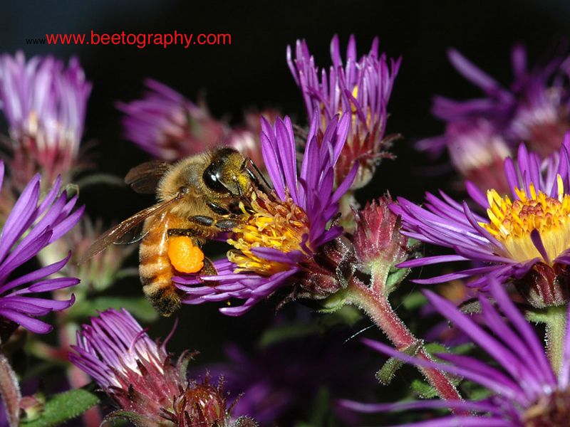 A bee foraging on New England aster flowers.

To view how the photo looks like on your screen, click "original".  To save to your comptuer, click "save photo".

By clicking "save photo", you agree that you will not modify the photo in anyway or form, and will not use the photo for any for-profit purpose.