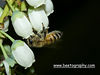 A honey bee foraging on high bush blueberry flowers.