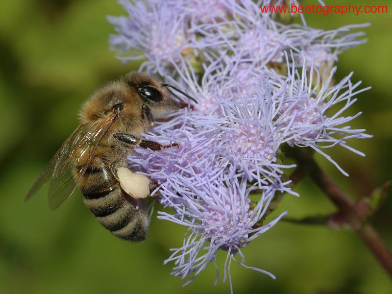 A bee foraging on ageratum (Ageratum sp, Asteraceae), which blooms in October and seems to provide both nectar and pollen as seen from this picture.

To view how the photo looks like on your screen, click "original".  To save to your comptuer, click "save photo".

By clicking "save photo", you agree that you will not modify the photo in anyway or form, and will not use the photo for any for-profit purpose.