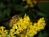 A bee foraging on goldenrod flowers (Solidago sp, Asteraceae), which blooms during Sepemter and October.

To view how the photo looks like on your screen, click "original".  To save to your comptuer, click "save photo".

By clicking "save photo", you agree that you will not modify the photo in anyway or form, and will not use the photo for any for-profit purpose.
