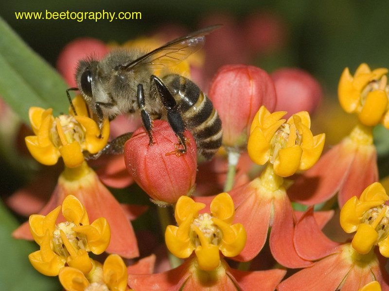beetography > An Asian hive honey bee (Apis cerana) foragin on flowers of a swamp milkweed. Taiwan, March 2006.

This photo won the 2nd prize on an international contest (see link on the first page).