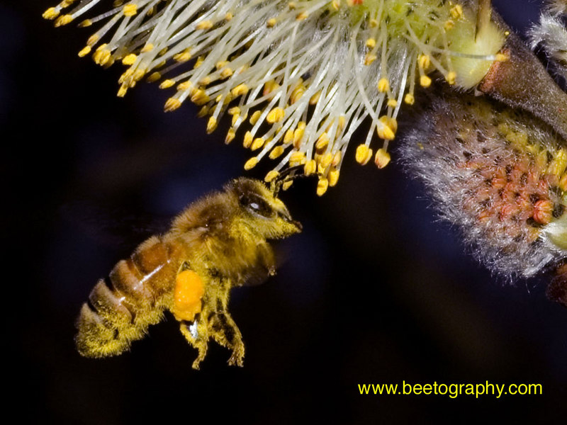 An European honey bee foraging on pussy willow. Okemos, Michigan, April 2006.