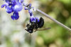 beetography > A carpenter bee.
