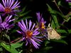 beetography > Other Insects >  aster-DSC_9833