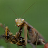 beetography > Praying Mantis >  DSC_0164-mantis