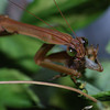 beetography > Praying Mantis >  DSC_0407-mantis