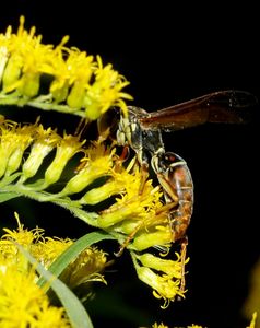 beetography > Wasps >  goldenrod-DSC_9919